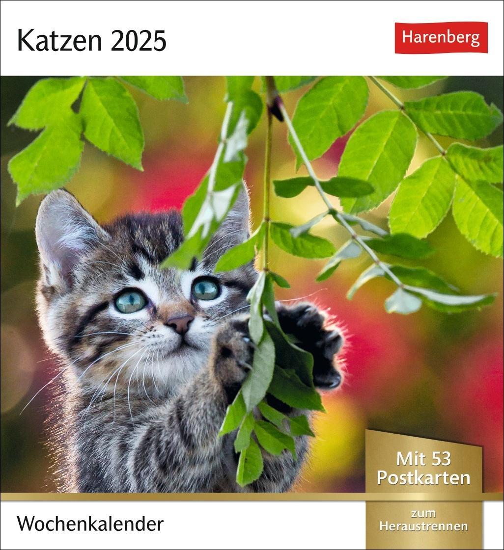 Cover: 9783840033490 | Katzen Postkartenkalender 2025 - Wochenkalender mit 53 Postkarten
