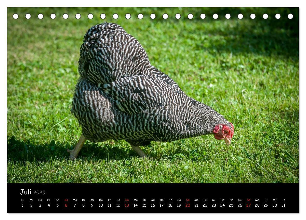 Bild: 9783435554263 | Gartenhühner (Tischkalender 2025 DIN A5 quer), CALVENDO Monatskalender