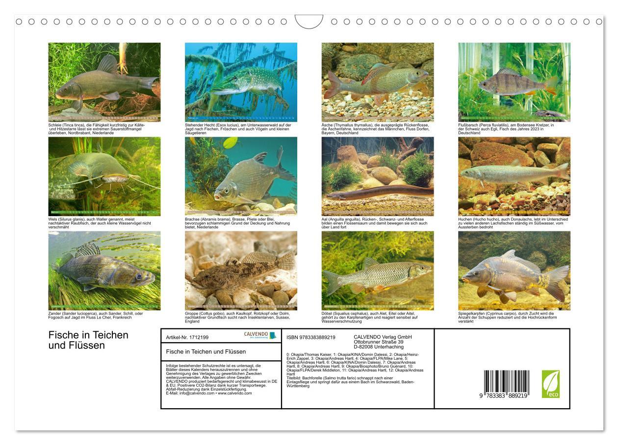 Bild: 9783383889219 | Fische in Teichen und Flüssen (Wandkalender 2025 DIN A3 quer),...