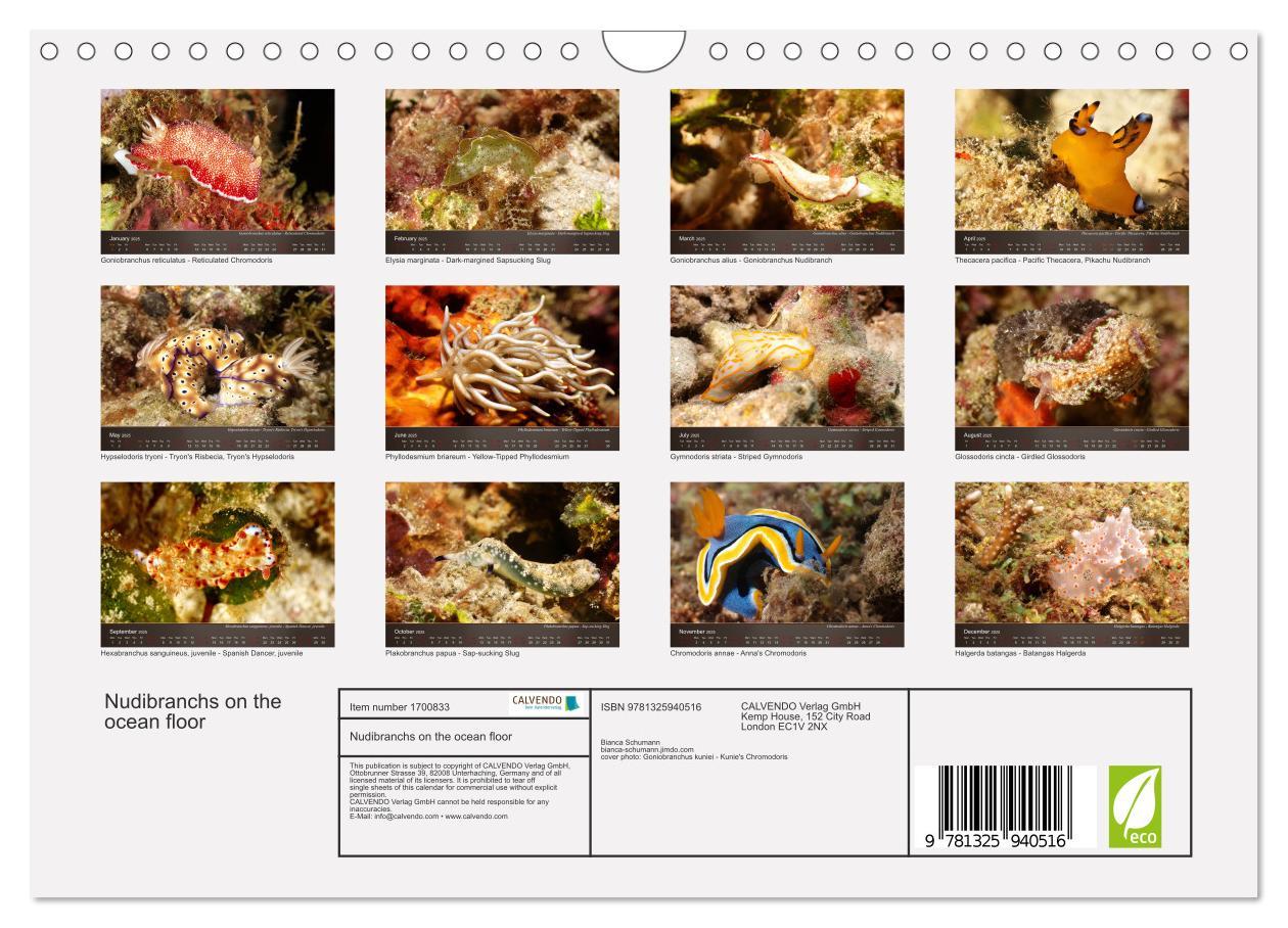 Bild: 9781325940516 | Nudibranchs on the ocean floor (Wall Calendar 2025 DIN A4...