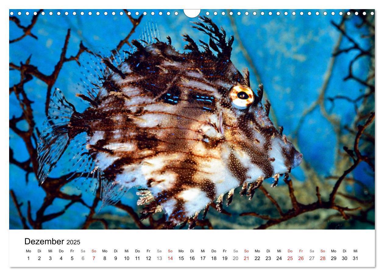 Bild: 9783435793945 | Fischzauber - Wundervolle Aquarienfische (Wandkalender 2025 DIN A3...