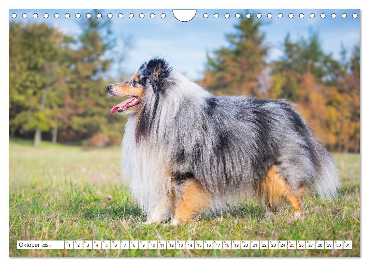 Bild: 9783457169902 | Sheltie - Ein Stück vom Glück (Wandkalender 2025 DIN A4 quer),...