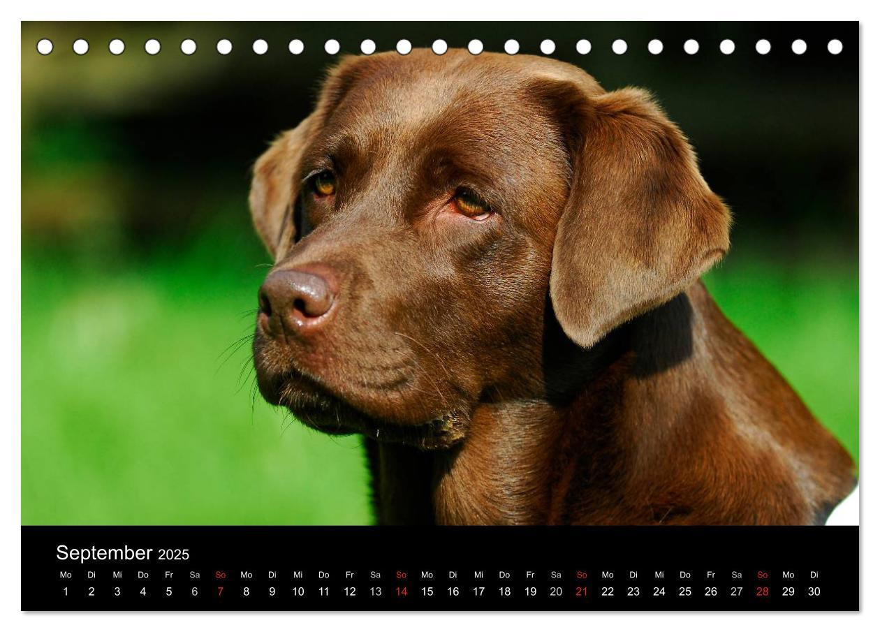 Bild: 9783435760510 | Labrador Retriever 2025 (Tischkalender 2025 DIN A5 quer), CALVENDO...