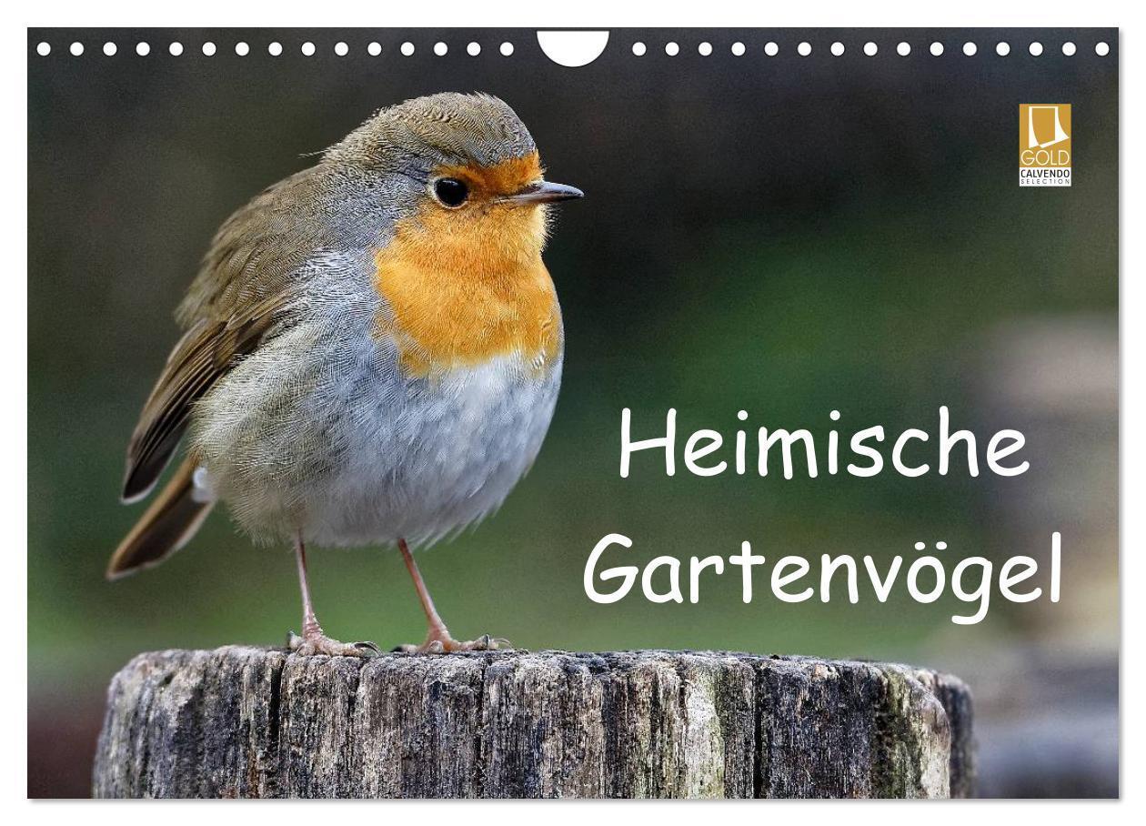 Cover: 9783383406669 | Heimische Gartenvögel (Wandkalender 2024 DIN A4 quer), CALVENDO...
