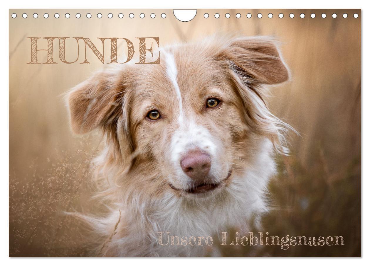 Cover: 9783675426979 | Hunde - Unsere Lieblingsnasen (Wandkalender 2024 DIN A4 quer),...