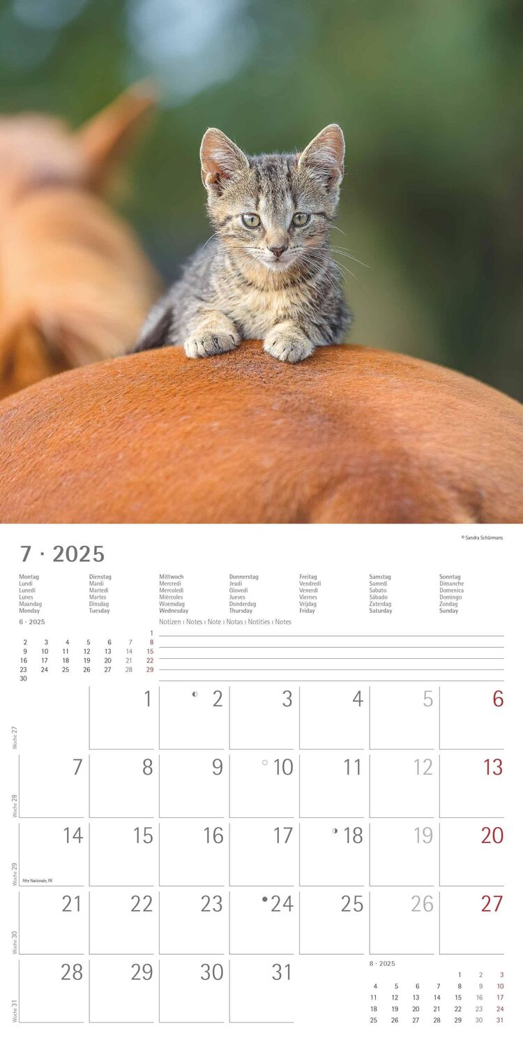 Bild: 4251732340780 | Tierfreundschaften 2025 - Broschürenkalender 30x30 cm (30x60...