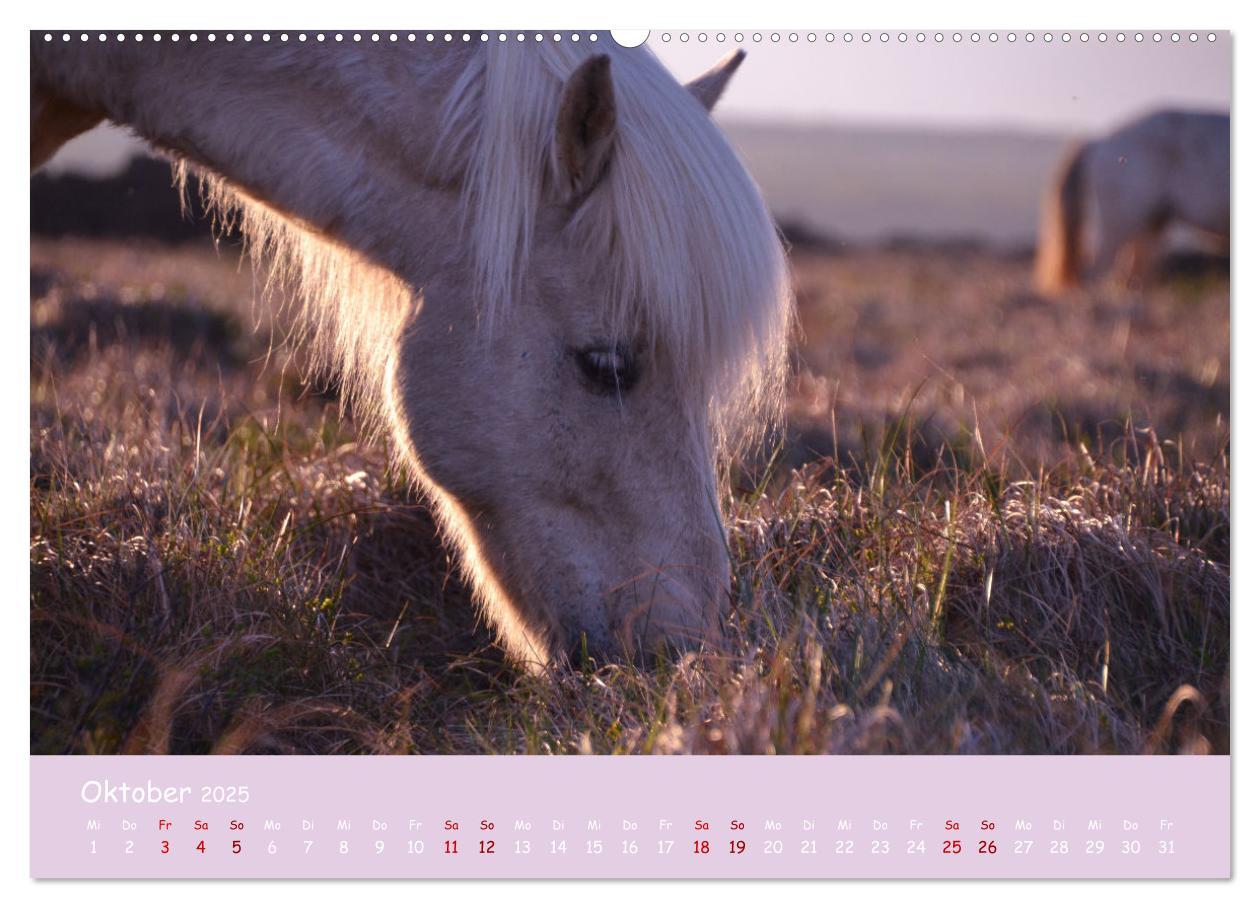 Bild: 9783435071364 | Das Islandpferd (Wandkalender 2025 DIN A2 quer), CALVENDO...