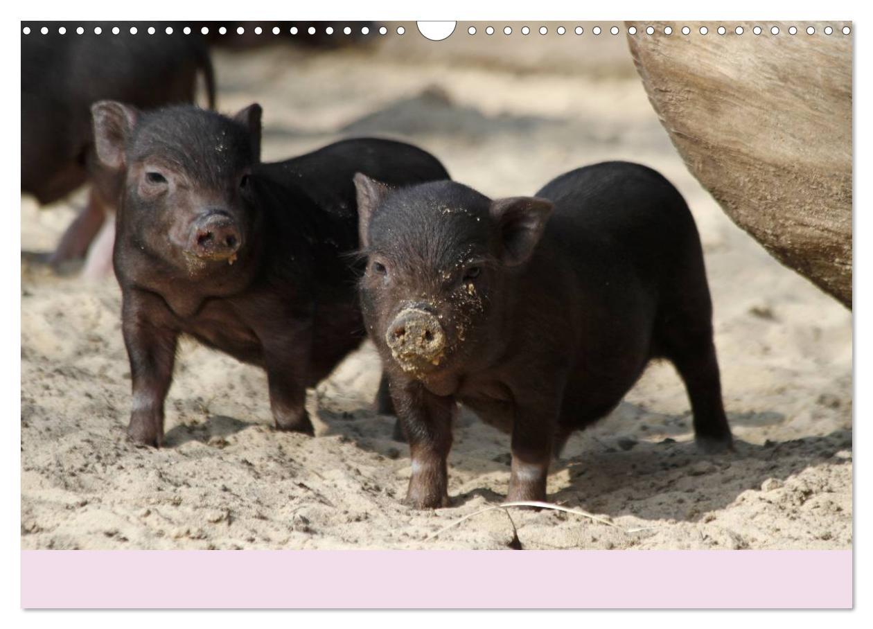 Bild: 9783435778638 | Schwein gehabt! (Wandkalender 2025 DIN A3 quer), CALVENDO...