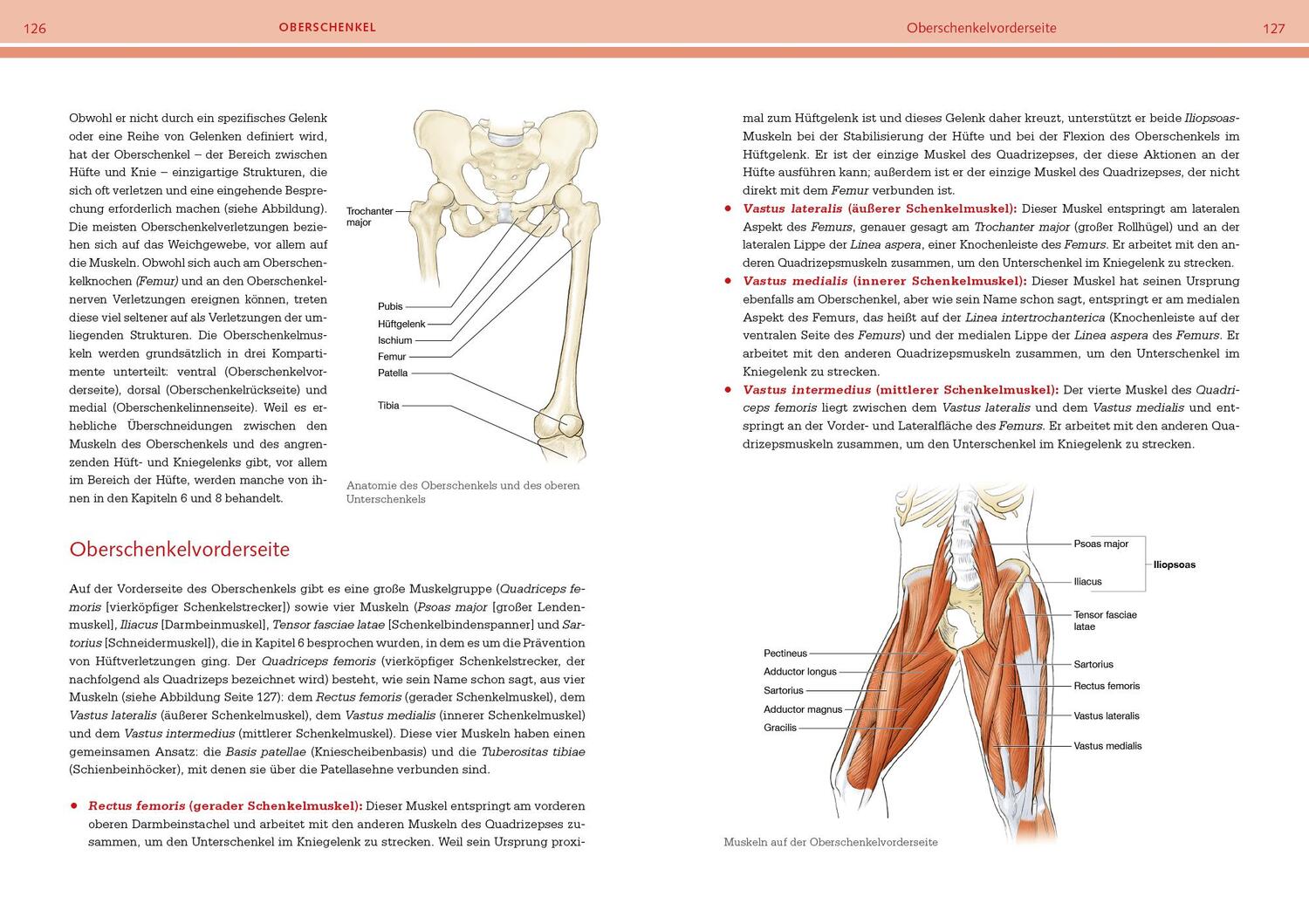 Bild: 9783742324047 | Prävention von Sportverletzungen - Anatomie | David Potach (u. a.)