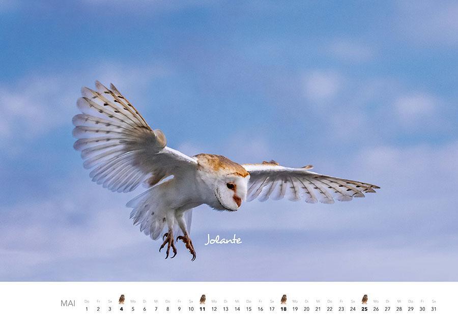 Bild: 9783966648141 | Eulen Kalender 2025 | Der Tierkalender mit den charmanten Namen | 2025