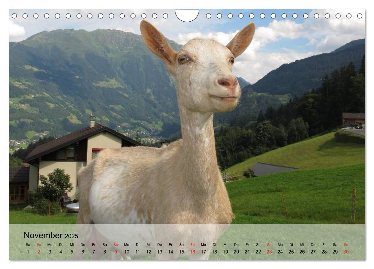 Bild: 9783435601271 | Ziegen. Kluge Freigeister (Wandkalender 2025 DIN A4 quer), CALVENDO...