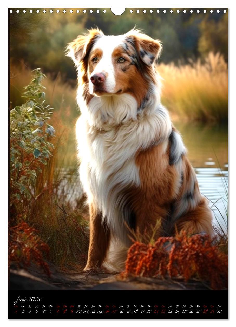 Bild: 9783435876648 | Australian Shepherd (Wandkalender 2025 DIN A3 hoch), CALVENDO...