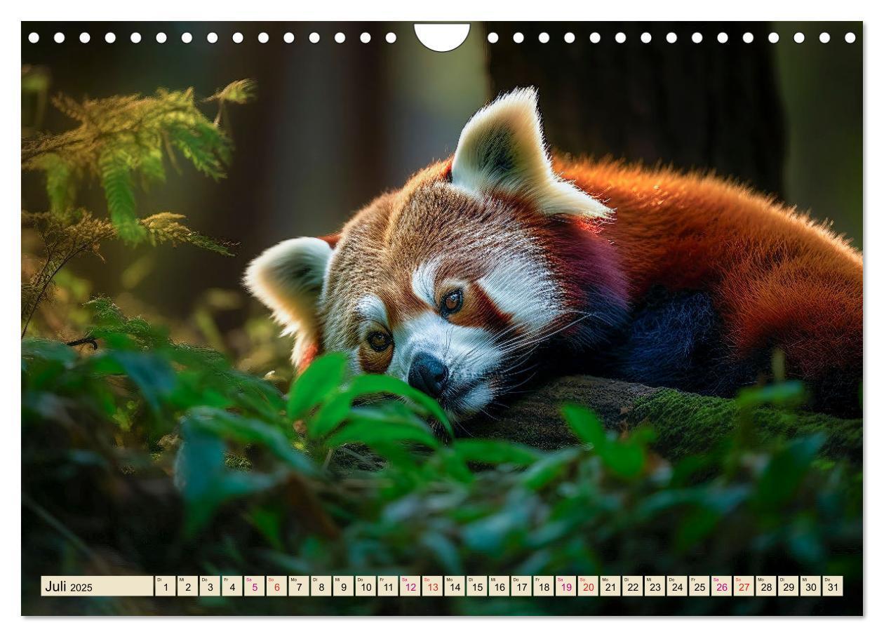 Bild: 9783383867200 | Roter Panda - gefährdeter Katzenbär (Wandkalender 2025 DIN A4...