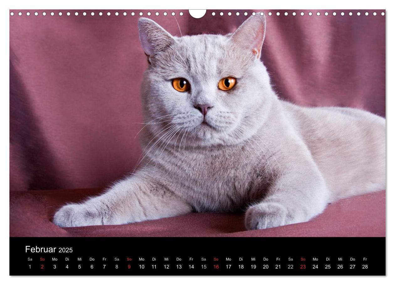 Bild: 9783435833597 | Britisch Kurzhaar Katzen (Wandkalender 2025 DIN A3 quer), CALVENDO...