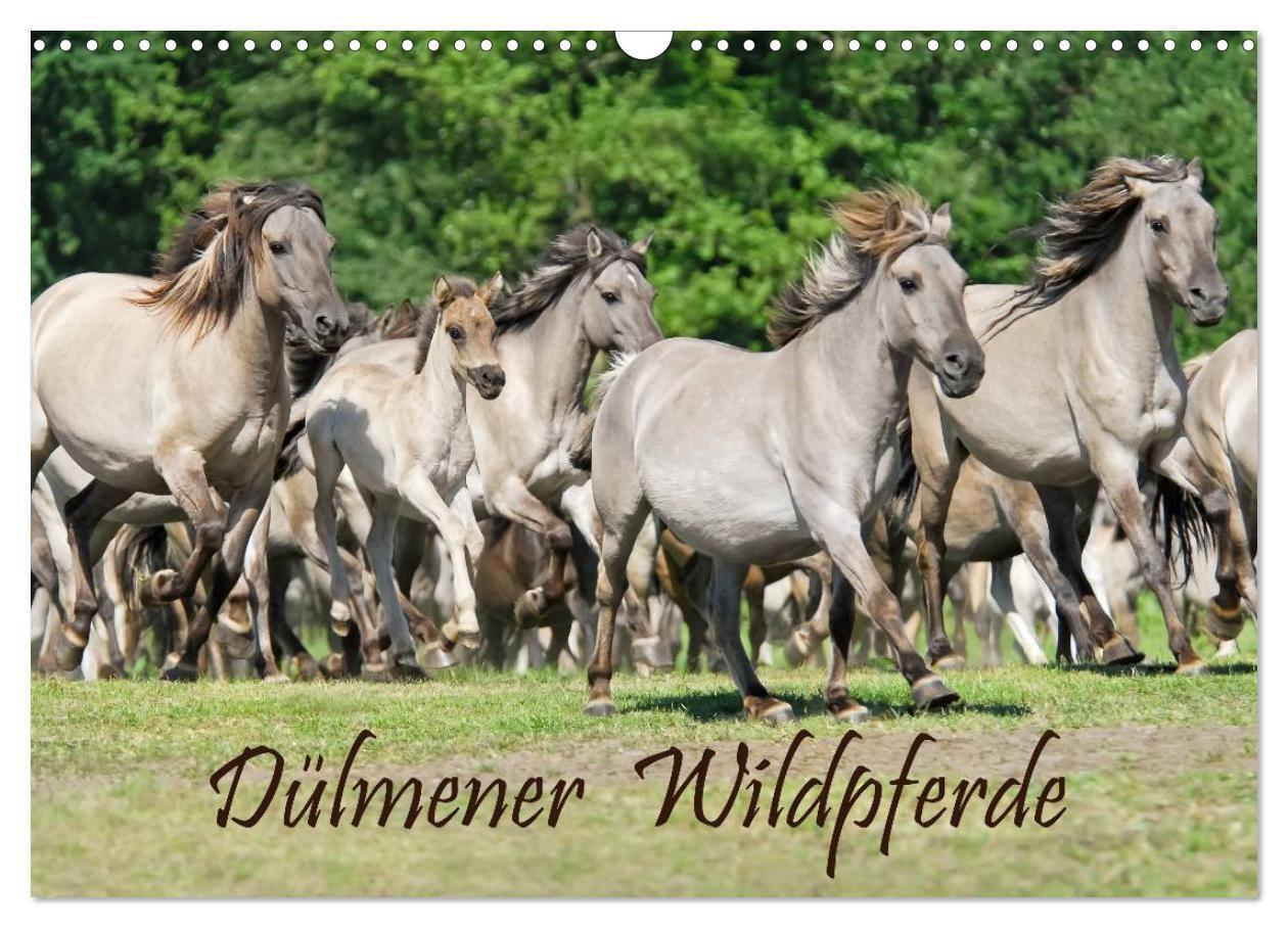 Cover: 9783383616679 | Dülmener Wildpferde (Wandkalender 2024 DIN A3 quer), CALVENDO...