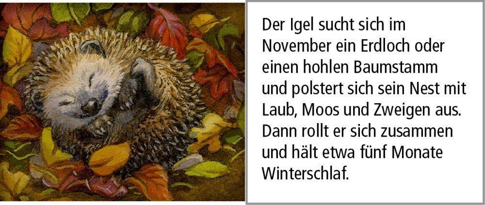 Bild: 4050003722573 | Sound-Adventskalender - Hört ihr die Tiere im Winterwald? | Kalender
