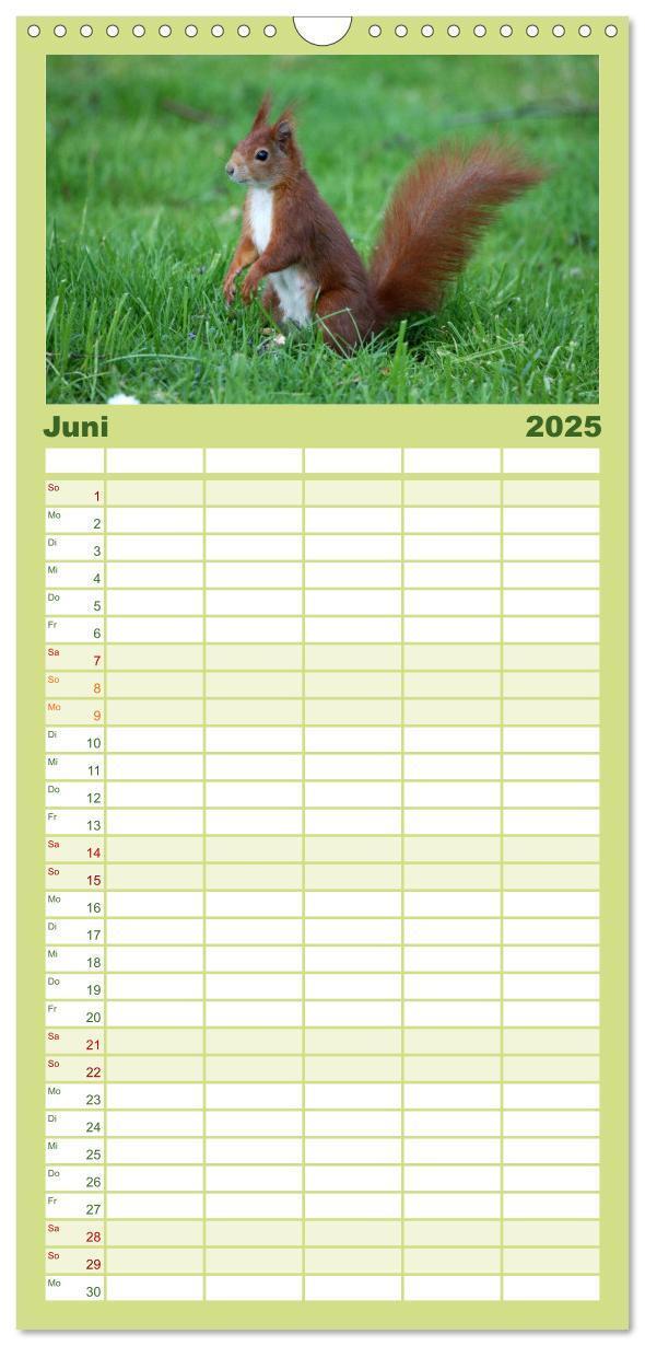 Bild: 9783457111062 | Familienplaner 2025 - Eichhörnchen mit 5 Spalten (Wandkalender, 21...