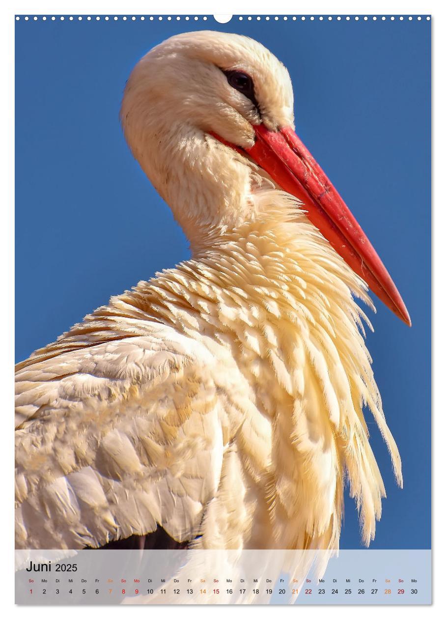 Bild: 9783435930470 | Vögel - gefiederte Freunde in unserer Natur (Wandkalender 2025 DIN...