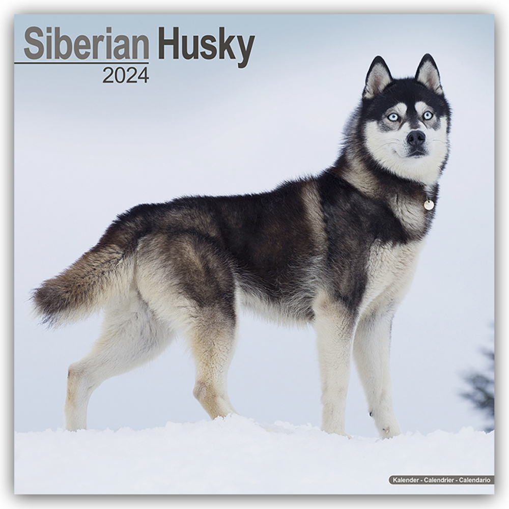 Cover: 9781804600955 | Siberian Husky - Sibirische Huskys 2024 - 16-Monatskalender | Ltd