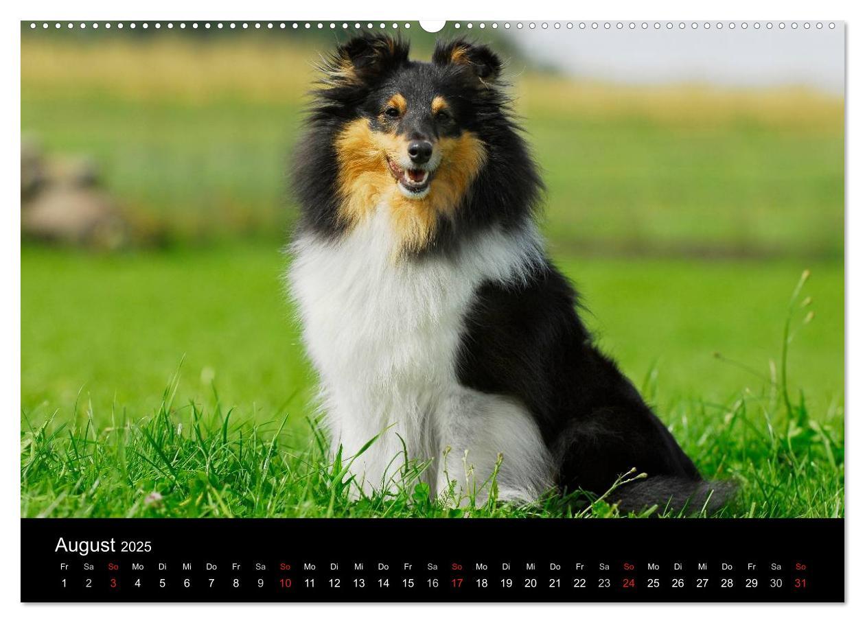 Bild: 9783435767892 | Sheltie 2025 (Wandkalender 2025 DIN A2 quer), CALVENDO Monatskalender