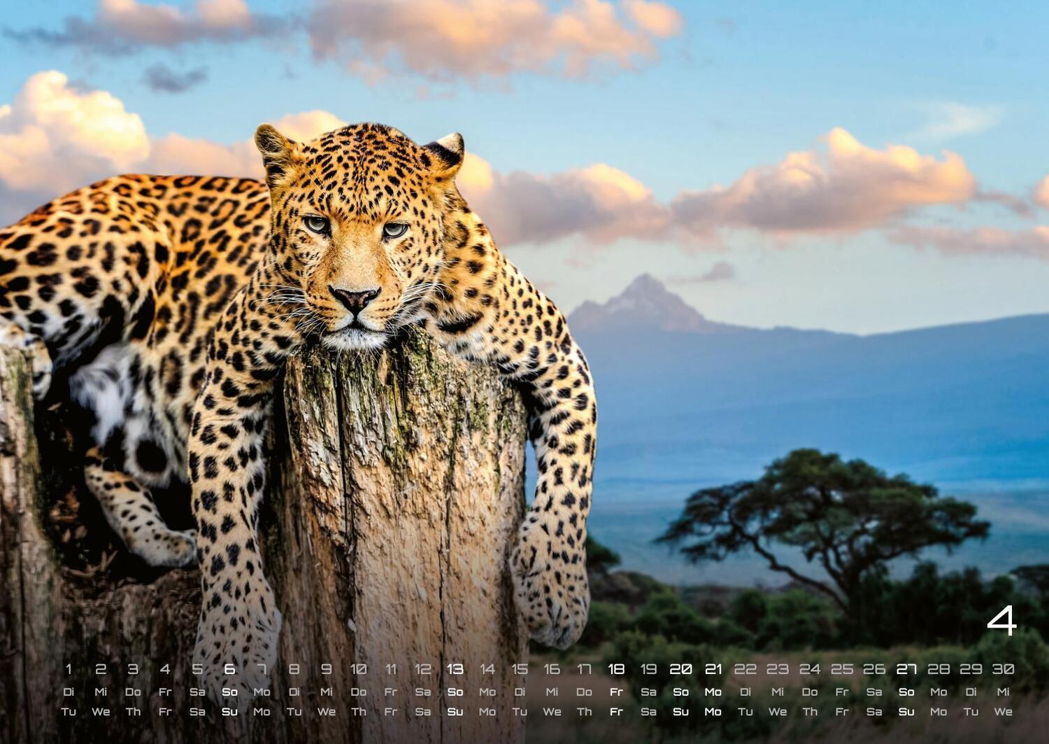 Bild: 9783986734374 | Afrikas Tierwelt - Der Tierkalender - 2025 - Kalender DIN A2 | de