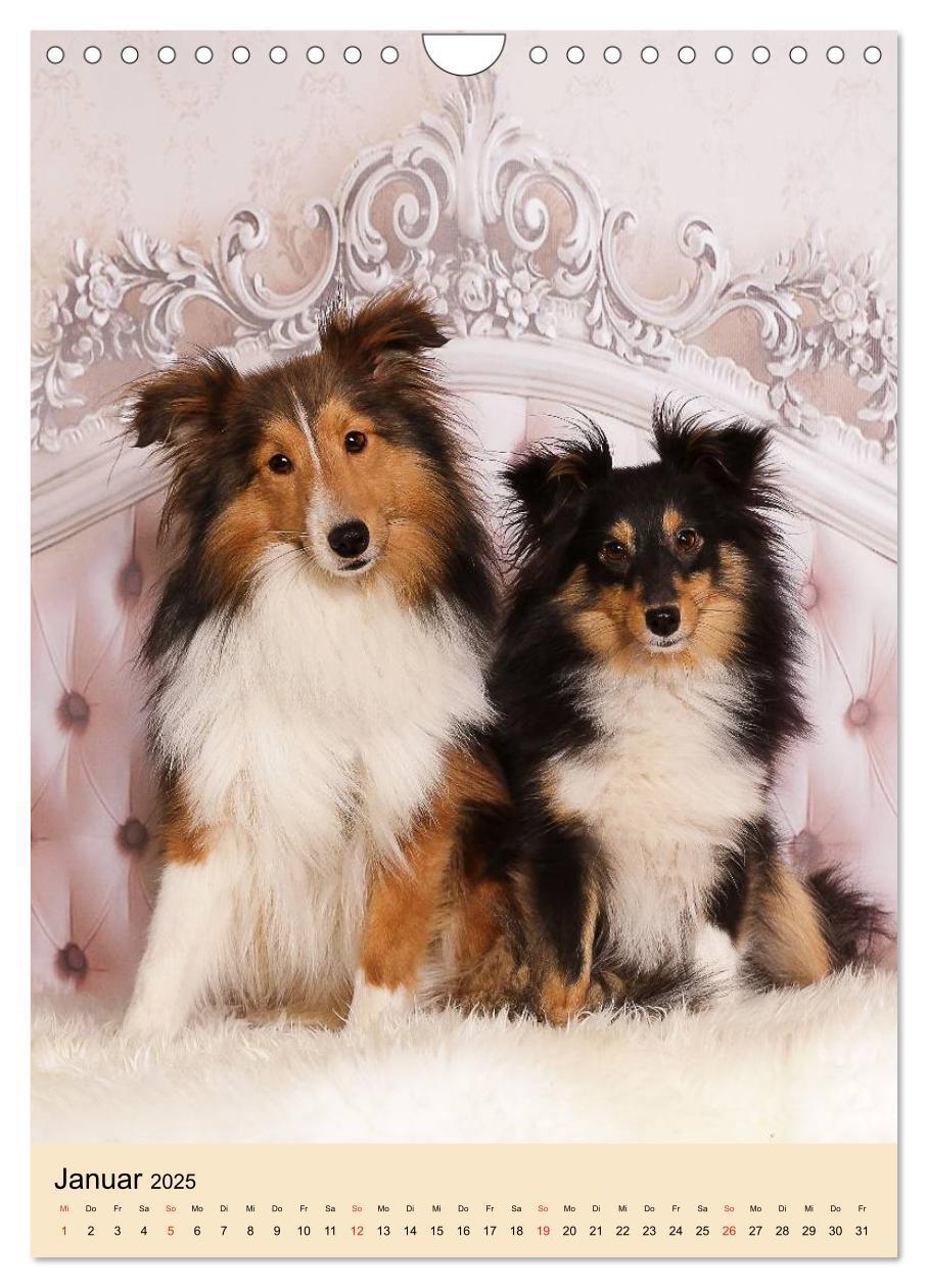 Bild: 9783457041130 | Mit Shelties durchs Jahr (Wandkalender 2025 DIN A4 hoch), CALVENDO...