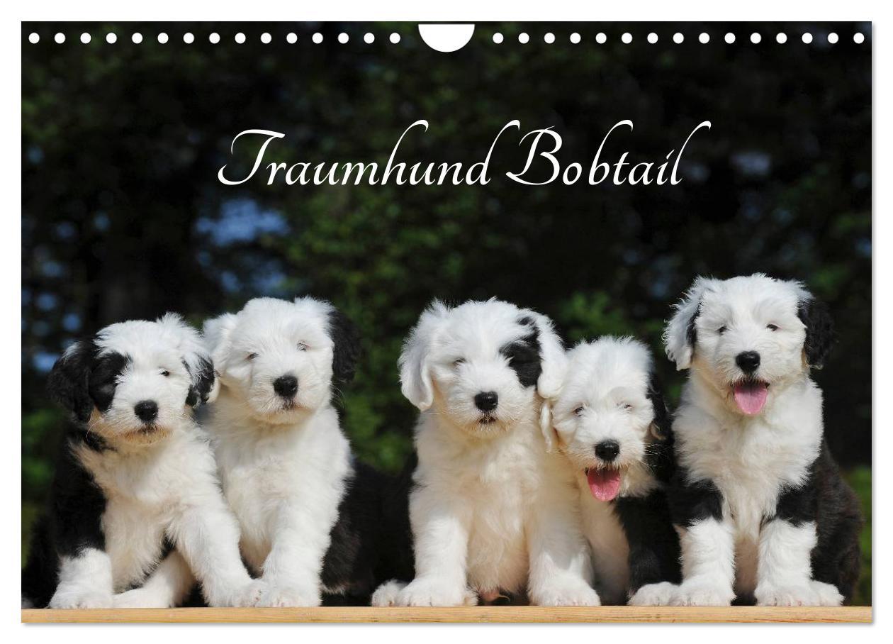 Cover: 9783435571901 | Traumhund Bobtail (Wandkalender 2025 DIN A4 quer), CALVENDO...