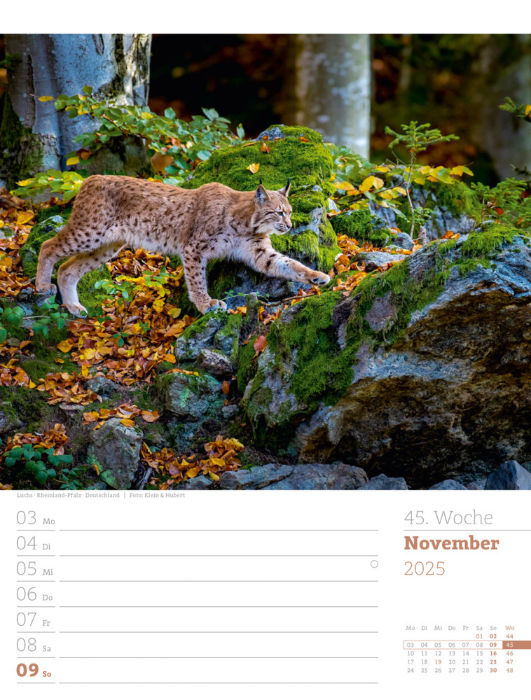 Bild: 9783838425979 | Unser Wald - Wochenplaner Kalender 2025 | Ackermann Kunstverlag | 2025