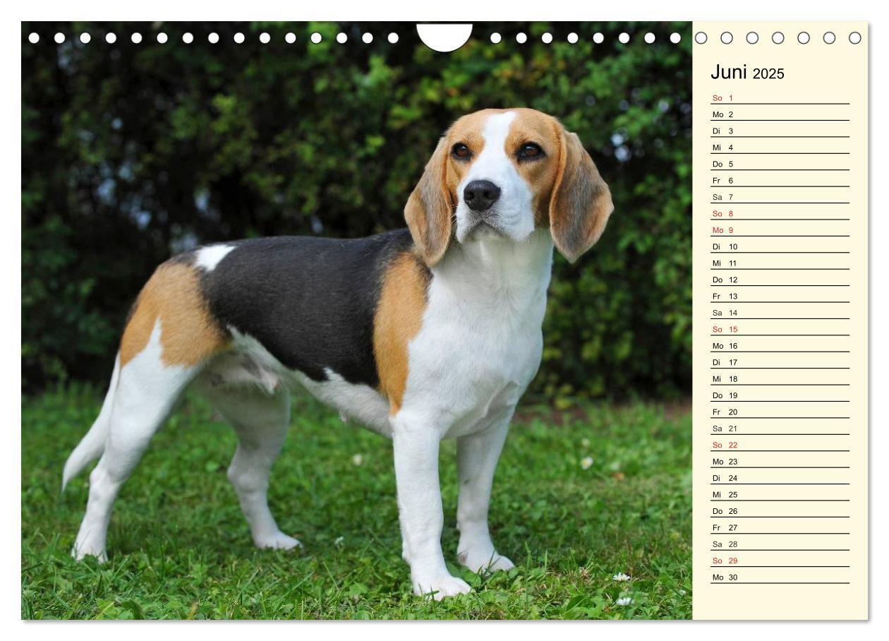 Bild: 9783435541683 | Beagle - Herz auf 4 Pfoten (Wandkalender 2025 DIN A4 quer),...