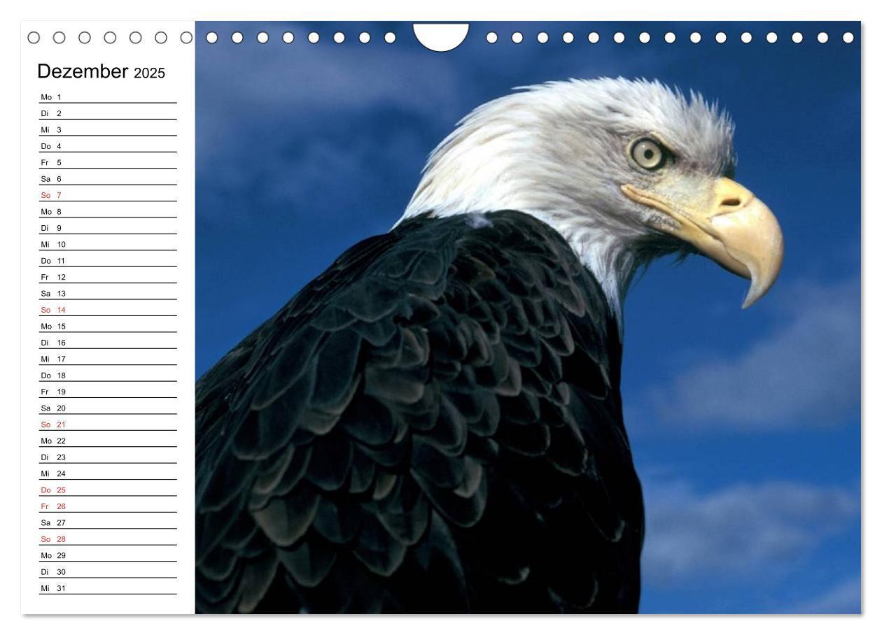 Bild: 9783435510337 | Weißkopfseeadler. Symbol der Freiheit (Wandkalender 2025 DIN A4...