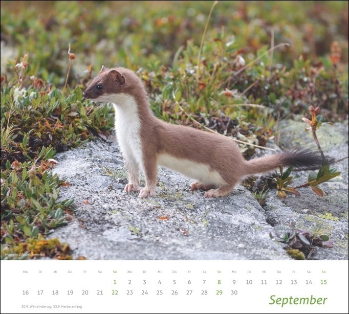 Bild: 9783756403301 | Heimische Tiere Bildkalender 2024. In diesem dekorativen Kalender...