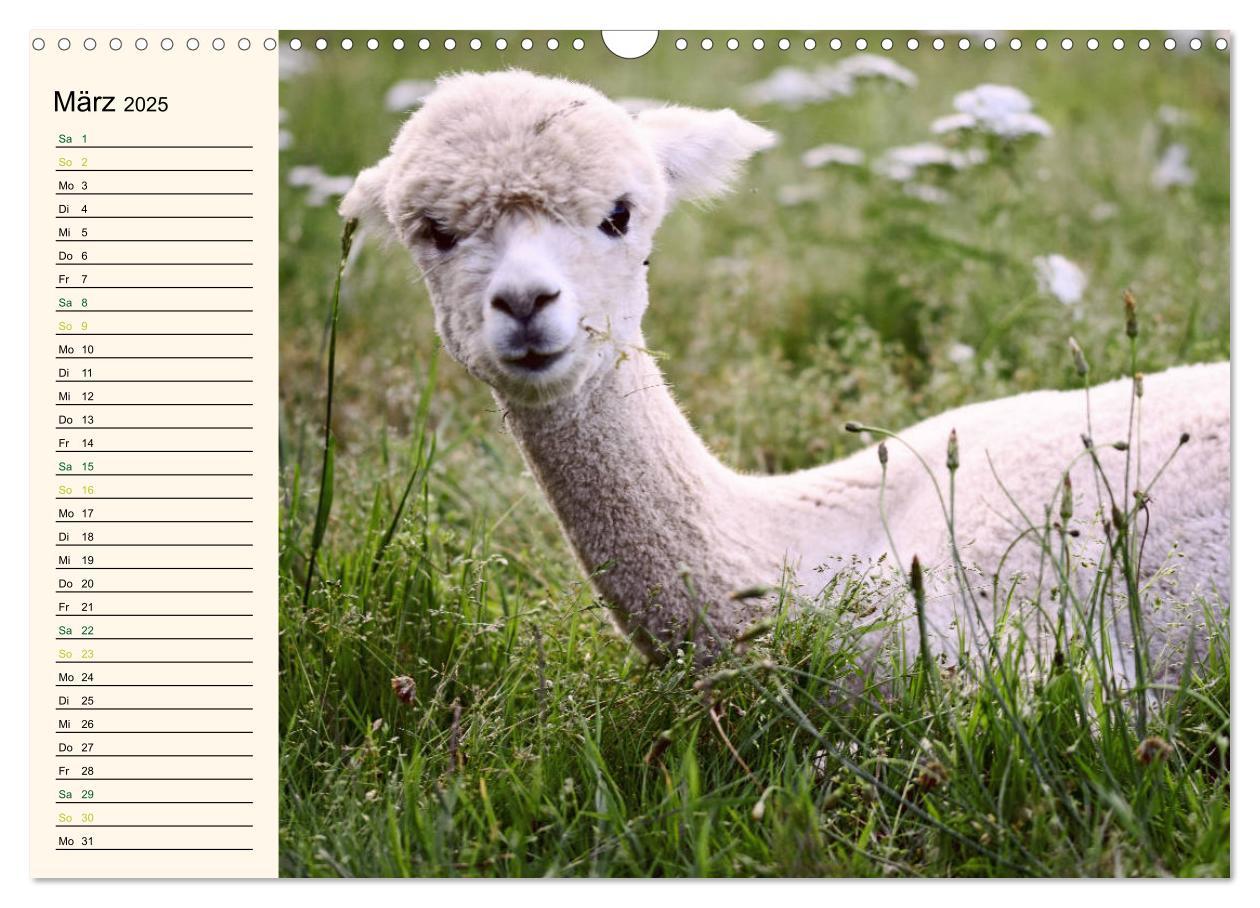 Bild: 9783435301256 | Alpakas im Blumenzauber (Wandkalender 2025 DIN A3 quer), CALVENDO...