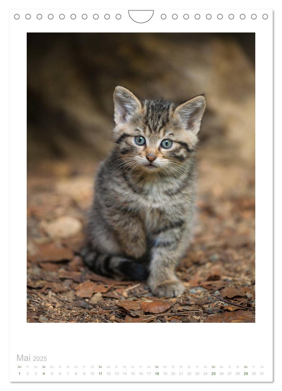 Bild: 9783435954513 | Wildkatzen - Kleine Samtpfoten des Waldes (Wandkalender 2025 DIN A4...