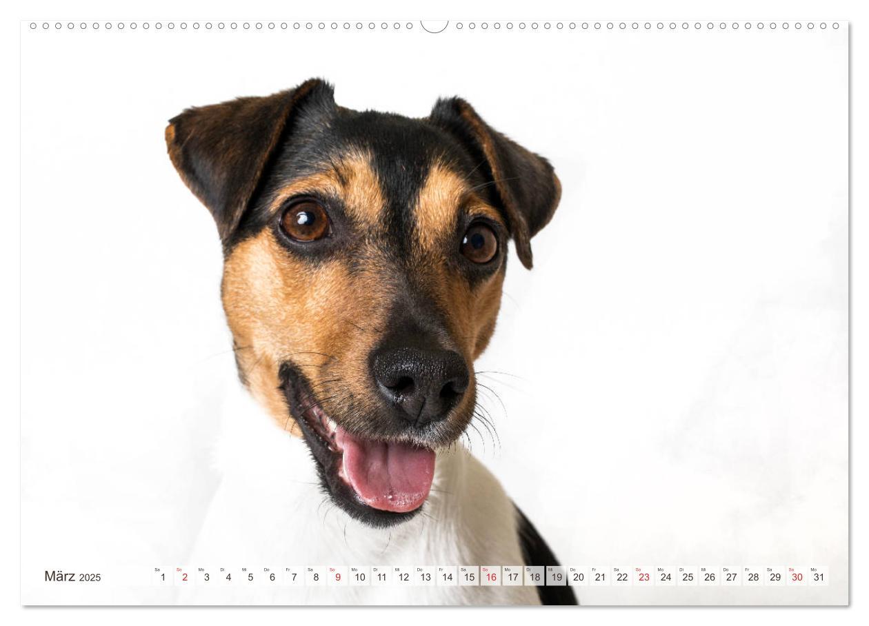 Bild: 9783435254255 | Kleine Hunde - Große Blicke (Wandkalender 2025 DIN A2 quer),...