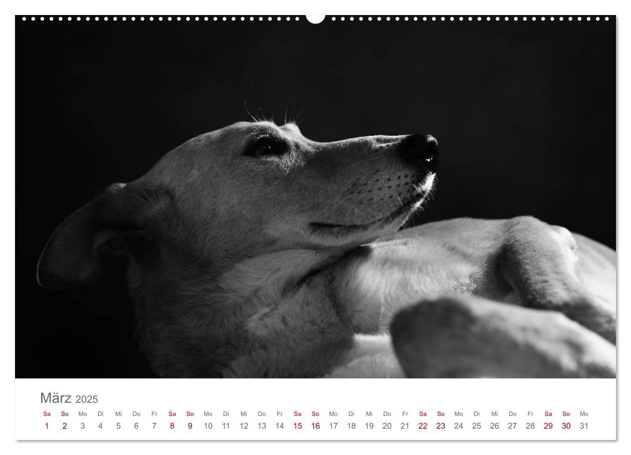 Bild: 9783435434213 | Hundeportraits Fine Art (Wandkalender 2025 DIN A2 quer), CALVENDO...