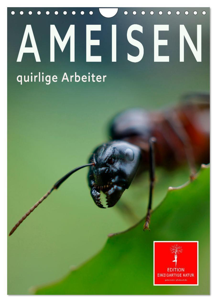 Cover: 9783675653221 | Ameisen quirlige Arbeiter (Wandkalender 2024 DIN A4 hoch), CALVENDO...