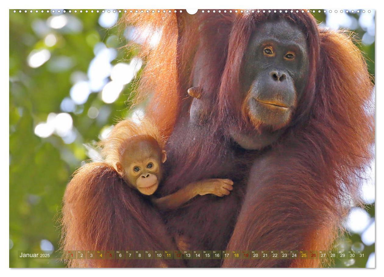 Bild: 9783435361045 | Waldmenschen - Orang Utans auf Borneo (hochwertiger Premium...