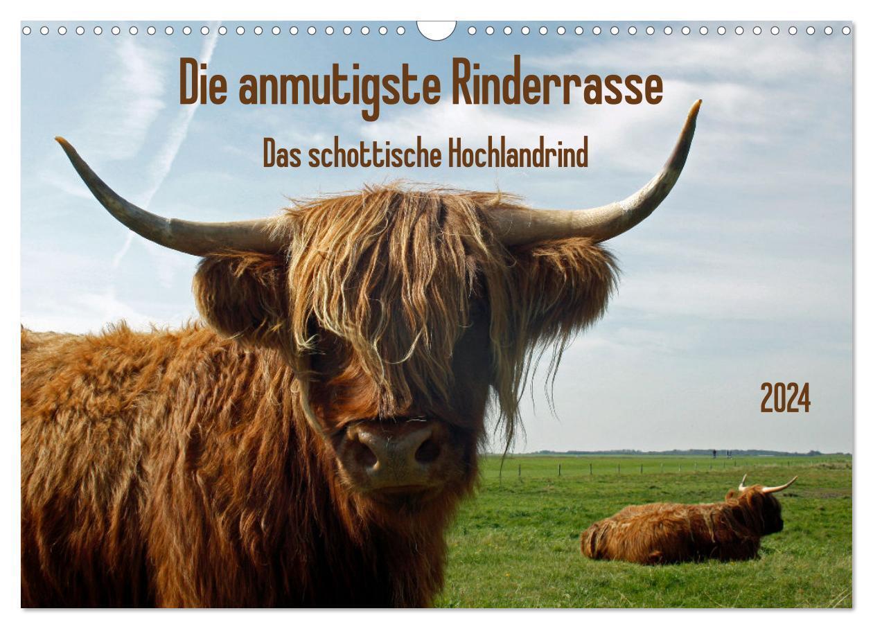 Cover: 9783675749900 | Die anmutigste Rinderrasse - Das schottische Hochlandrind...