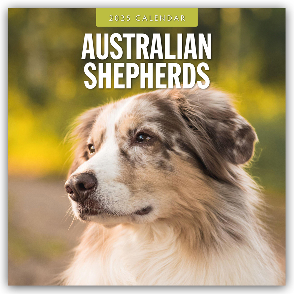 Cover: 9781804424223 | Australian Shepherds - Australian Shepherd 2025 - 16-Monatskalender