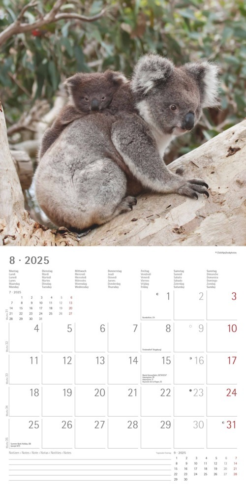 Bild: 4251732340759 | Alpha Edition - Koalas 2025 Broschürenkalender, 30x30cm,...