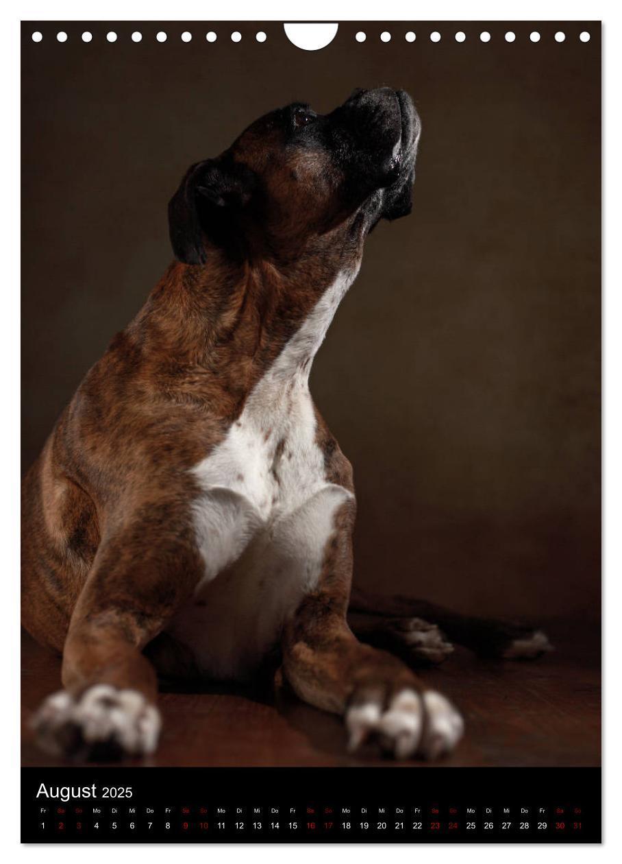 Bild: 9783457000533 | Boxer - Charmante Charakterköpfe (Wandkalender 2025 DIN A4 hoch),...