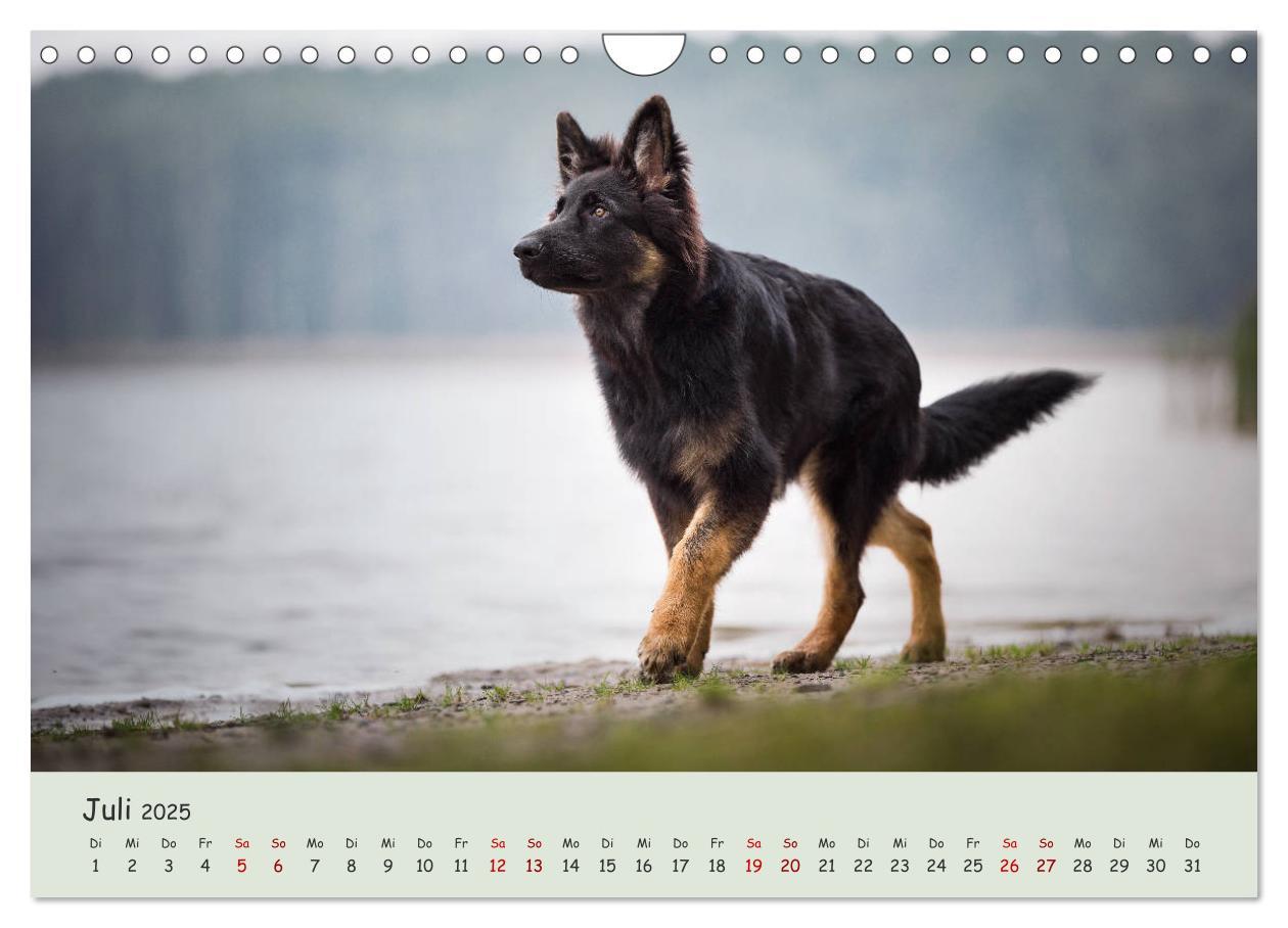 Bild: 9783435351459 | Schäferhunde und Ihre Vielfalt (Wandkalender 2025 DIN A4 quer),...