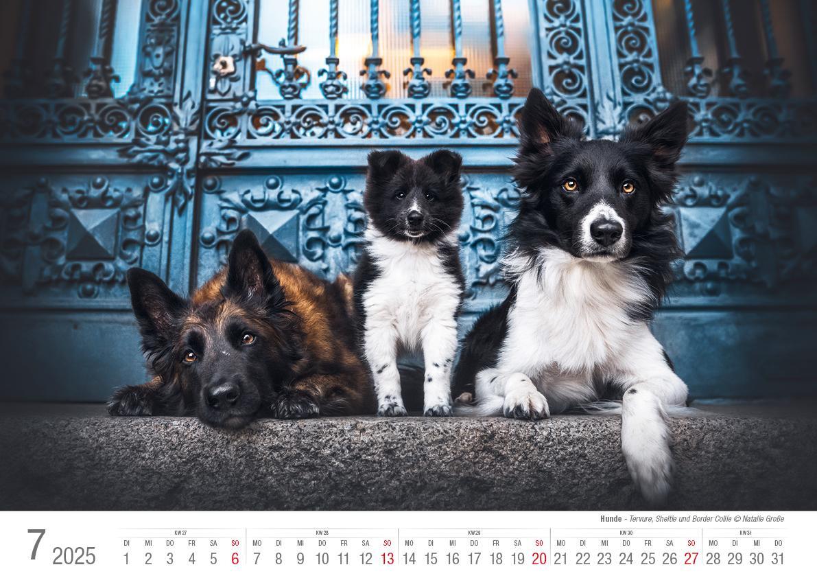 Bild: 9783965352346 | Hunde 2025 Bildkalender A3 quer - Natalie Große | Holger Klaes | 2025