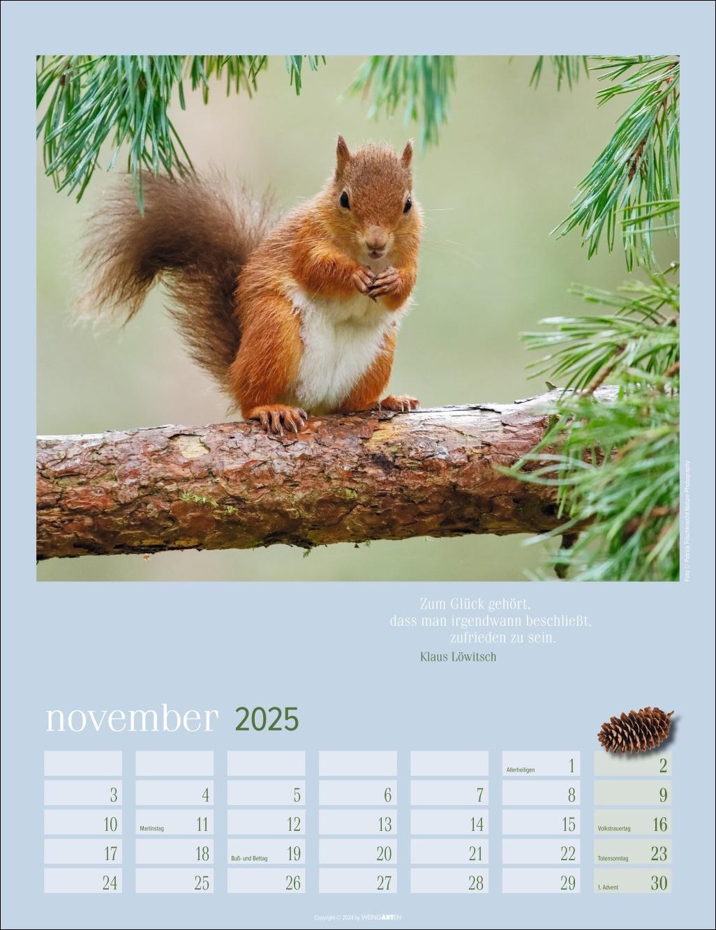 Bild: 9783839900758 | Eichhörnchen Kalender 2025 | Kalender | Spiralbindung | 14 S. | 2025