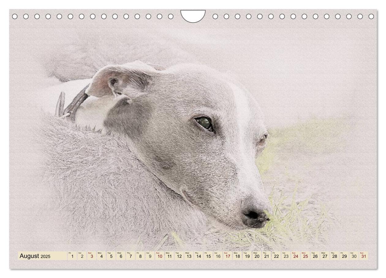 Bild: 9781325992690 | Whippets 2025 (Wall Calendar 2025 DIN A4 landscape), CALVENDO 12...