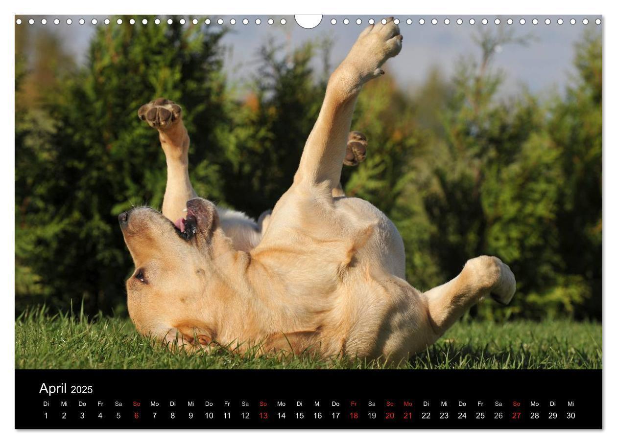 Bild: 9783435761319 | Labrador Retriever 2025 (Wandkalender 2025 DIN A3 quer), CALVENDO...