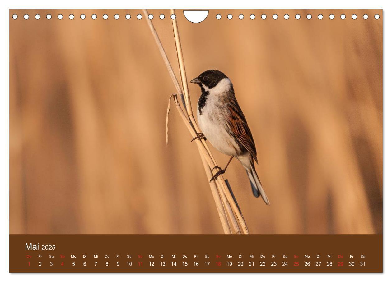 Bild: 9783435517169 | Der Federsee - Vogelparadies in Oberschwaben (Wandkalender 2025 DIN...