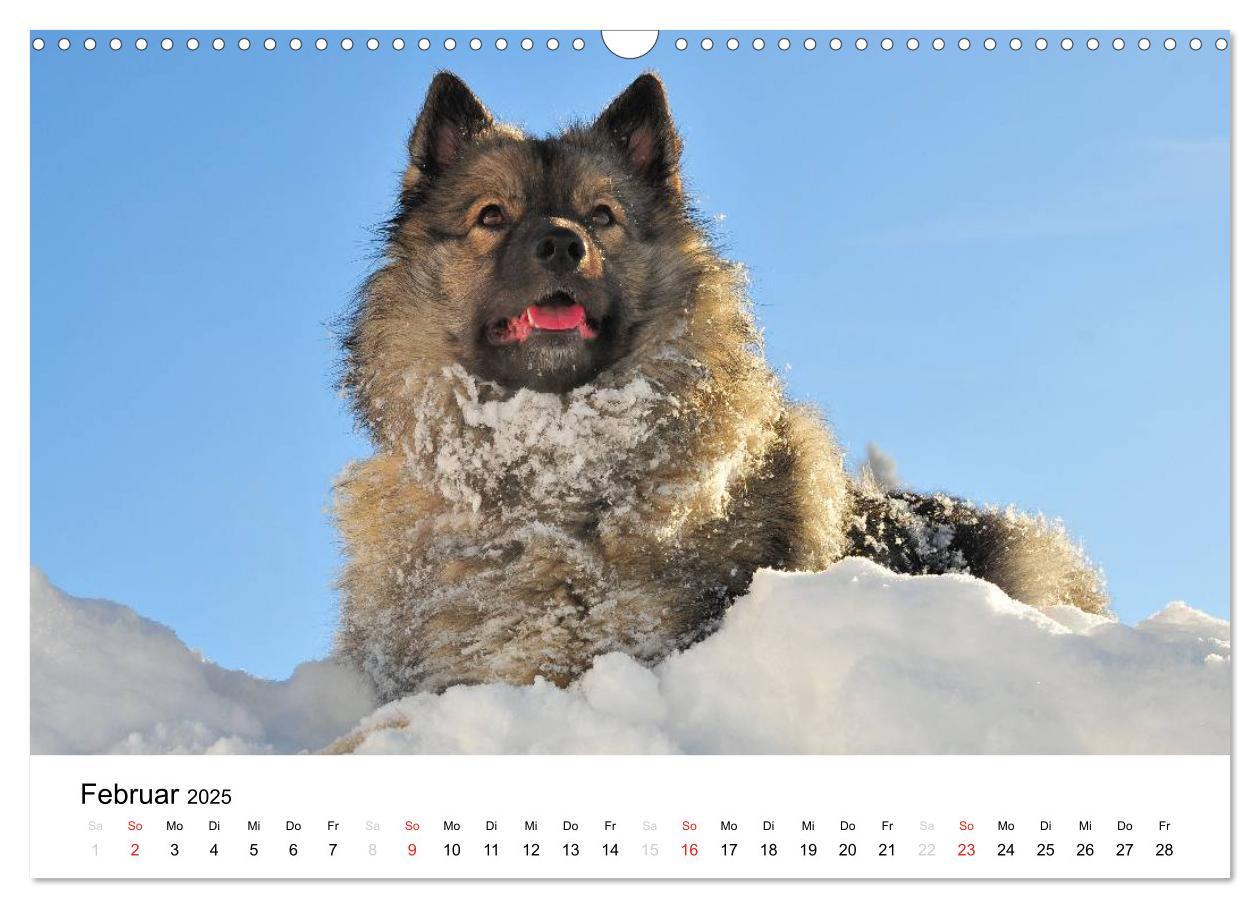 Bild: 9783435804962 | Der Wolfsspitz (Wandkalender 2025 DIN A3 quer), CALVENDO...