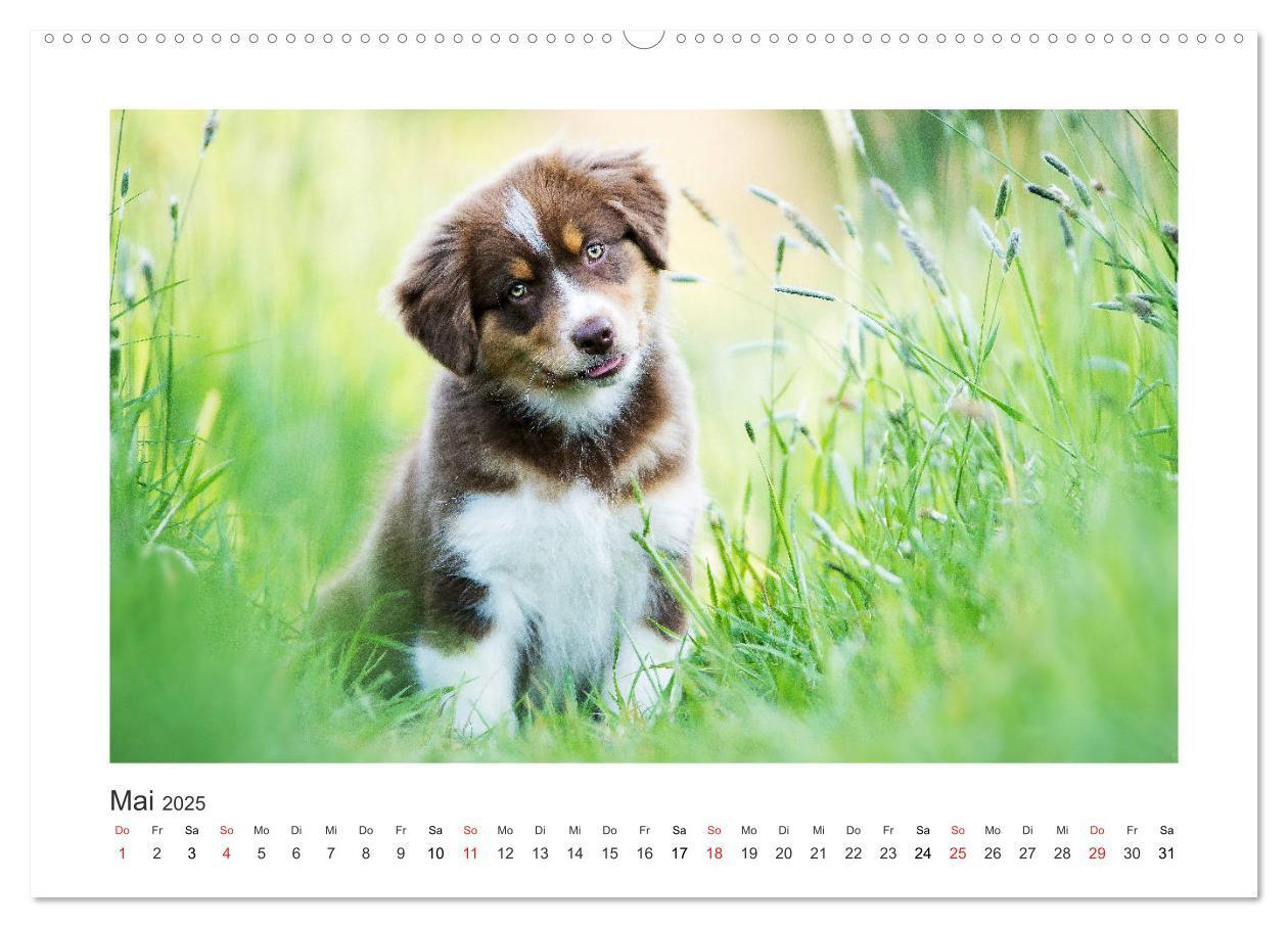 Bild: 9783435180615 | Herzensaussies - Australian Shepherd (Wandkalender 2025 DIN A2...