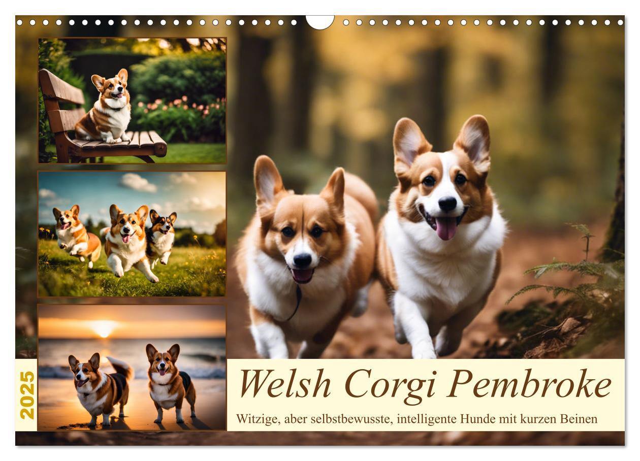 Cover: 9783435244447 | Welsh Corgi Pembroke (Wandkalender 2025 DIN A3 quer), CALVENDO...